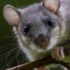 Feral Dormice icon