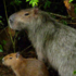 Feral Capybara icon