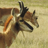 Wildlife of Crowley County, Colorado icon