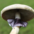 Fungi of the University of Washington icon