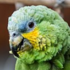 Feral Animals of Macaronesia icon