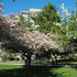 Tree Campus USA: SUNY Plattsburgh icon