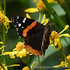 City Nature Challenge 2025: Brooklyn icon