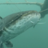 Feral Catfish icon
