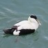 Oiseaux rares d'Aquitaine icon