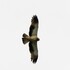 Oiseaux rares du Lot/Tarn/Aveyron icon