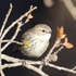 Birds of Montague County icon