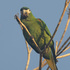 Guyana November 2024 icon