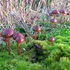 Mushrooms of Multnomah County Oregon icon