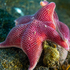 Sea Star Wasting Syndrome in Antarctica icon