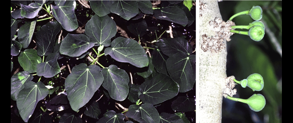 Timla Fig Tree ficus timlada · iNaturalist