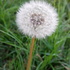 Flores Silvestres icon
