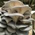 FALA Fungi BioBlitz icon