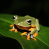 Barlingmascakeb Herpetofauna icon