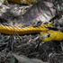 Serpentes Vale histórico icon