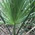 Potentially Native Sabal Palmetto North of Brunswick County, NC icon