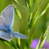 PAPILIO - Mariposas diurnas de España / Day butterflies of Spain (Papilionidea) icon