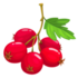 Crataegus, Lovely Hawthorns of Iran icon