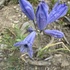 GRTE Rare Plants icon