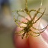 New Jersey Aquatic Macrophytes: Bergen County icon