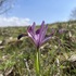 Zagros Mountains Biodiversity icon