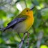 University of Central Florida Bird Window Strikes icon