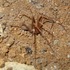 Cuban Spiders Taxonomy icon
