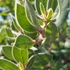 Arctostaphylos in California icon