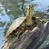 2025 Florida - Georgia iNaturalist City Nature Challenge icon