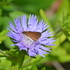 2025 Spring Coastal Georgia Butterfly Count icon
