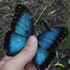 Butterflies of Balfate, Finca el Carmen icon