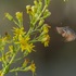MaMi (Macroglossum stellatarum Migration) icon