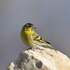 Birds of Aix-Marseille University, winter 2025 icon