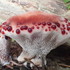 Fundy National Park Fungal Alliance icon