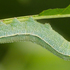 Orugas / Caterpillars icon