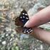 Butterflies of Sonaguera icon