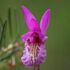 NW Michigan Orchid Conservation Project icon