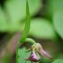 NW Michigan Orchid Conservation Tracking icon