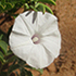 Botalaote Sandstone Ridge 9.2.25 icon