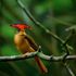 Biodiversidade na Terra Rasgada icon