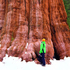 Les Sequoias de France icon