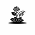 Brassicaceae (Cabbages &amp; Allies) of Britain and Ireland (UK+) icon