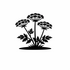 Apiaceae (Umbellifers) of Britain and Ireland (UK+) icon