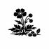 Ranunculaceae (Buttercups) of Britain and Ireland (UK+) icon