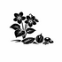 Violaceae (Violet family) of Britain and Ireland (UK+) icon