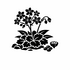 Saxifragaceae (Saxifrage family) of Britain and Ireland (UK+) icon
