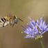 Opeľovače Slovenska / Pollinators of Slovakia icon