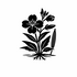Onagraceae (Willowherb family) of Britain and Ireland (UK+) icon