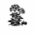 Rubiaceae (Bedstraw family) of Britain and Ireland (UK+) icon