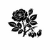 Rosaceae (Rose family) of Britain and Ireland (UK+) icon